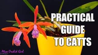 Practical guide to growing Cattleya Orchids  What culture sheets dont tell you [upl. by Jb]