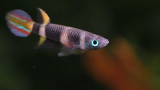 The Complete Guide To The Rocket Killifish  Clown Killifish [upl. by Birdie]