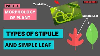 Stipule And Its Types  Simple Leaf  Morphology of Flowering Plants  TYPES OF LEAVES  Biology [upl. by Onileba]