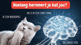 Geheugen van een kat zo herinneren katten hun baasjes misbruik hun moeder kattengeheugen uitleg [upl. by Pernas]