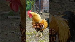 Battle of the Welsummer roosters 🐓💪 zwergwelsumer welsummerchicken hühner roosters bantams [upl. by Nho682]