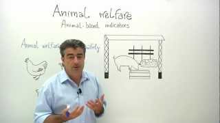 Animal welfare animalbased indicators [upl. by Oirasec]