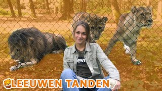 Hoeveel TANDEN heeft een LEEUW🦁🦷 [upl. by Past]