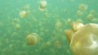 Jellyfish lake Palau [upl. by Cheri]