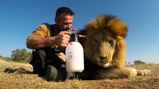 Lion Treats The Everything Spray  The Lion Whisperer [upl. by York180]