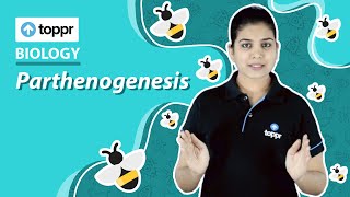 Parthenogenesis  Reproduction in organisms  Class 12 Biology CBSENCERT [upl. by Marlee200]