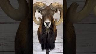 Mouflon Ram taxidermy process 🐑 taxidermy animals sheep art [upl. by Sikras768]