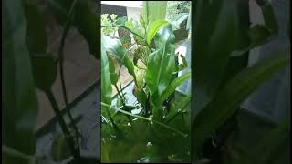 Live Plants Malayalam  No filter required shorts shortvideo [upl. by Lledner]