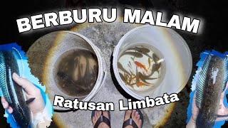 ratusan ikan limbata di kolam kering [upl. by Ylicic]