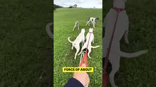 Dogo Argentino vs Cane Corso Fight [upl. by Trilley115]