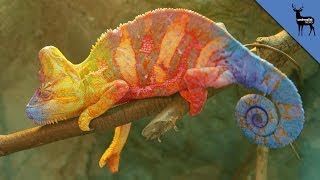 Chameleons Fight Using Colors [upl. by Einaffets314]