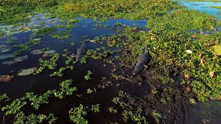 Alligators Florida USA  4K Drone Footage [upl. by Jamil]