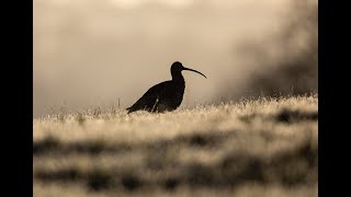 Webinar Curlew in myths and legends [upl. by Yuria]