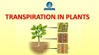 Transpiration in plants  Science Excel [upl. by Audrit]