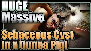 Huge Massive Sebaceous Cyst in a Guinea Pig [upl. by Crain]