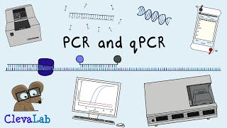 What is PCR and qPCR  PCR Animation [upl. by Knitter61]