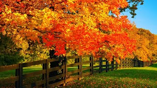 Beautiful Relaxing Music Peaceful Soothing music quotSeptember Autumn Leavesquot in 4k by Tim Janis [upl. by Williamsen]