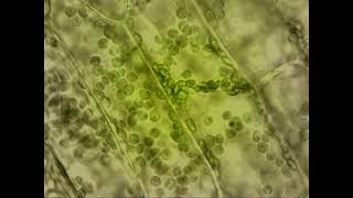 Egeria densa  Cytoplasmic streaming [upl. by Kcirnek]