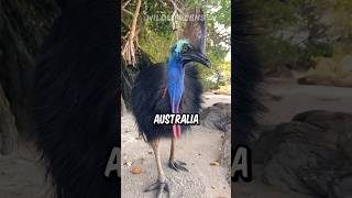 Cassowary  The Deadliest Bird In The World [upl. by Gapin]