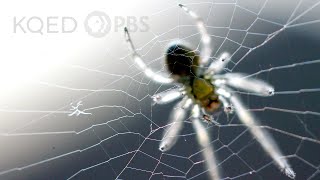 Is a Spiders Web a Part of Its Mind  Deep Look [upl. by Weig]