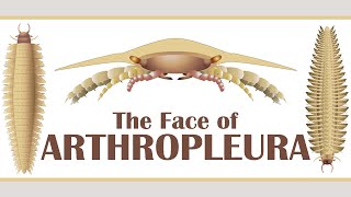 The Face of Arthropleura [upl. by Autrey]