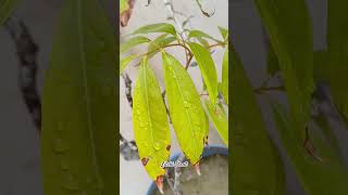 Growing Litchi at Home 🌳  Easy Tips for a Thriving Litchi Plant 🍒 litchiplant fruittree [upl. by Ambrose]