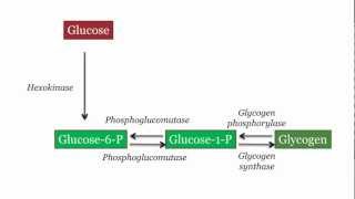 Glycogen Synthesis and Degradation [upl. by Cyprio]