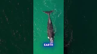 MindBlowing🤯Oceans wildest secrets🦑🐋 facts oceanfacts fish mindblown factshorts funfactverse [upl. by Nesral]