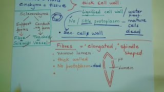 sclerenchymasclereidsanatomyoffloweringplants Sclerenchyma simple permanent tissue [upl. by Sapienza683]