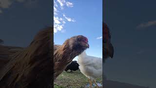 Goldie chicken hobbyfarm reflection shorts funnyshorts funnyanimals funny [upl. by Yrroc]