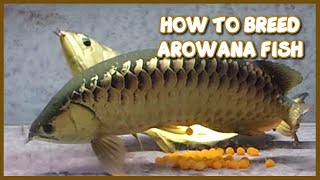 How to Breed Arowana at Home Aquarium  Step by Step Guide [upl. by Eugor]