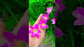 rain Lilyrose rain lilyzephyranthes lily🌸🌧️youtubeforyoushortsfeedflowergardeningviral [upl. by Lombardy]