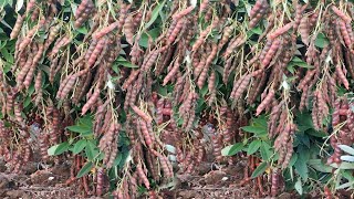 अरहर की खेती  Arhar ki kheti kaise kare  Pigeon pea farming  Tuvar ki puri jankari [upl. by Orsino669]