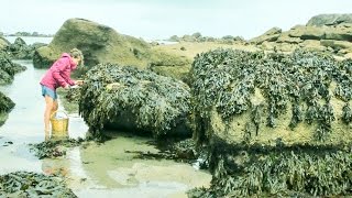 Foraging Seaweed Harvesting a French Coastal Superfood [upl. by Horton]