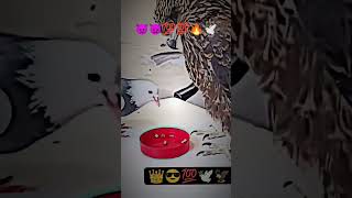 Kabutar lover song kabutar pigeon kabootar kabootarandakaisedetahai 🕊️🔥💥💯🕊️💯💯 [upl. by Ifok]