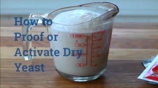 How to Proof or Activate Dry Yeast [upl. by Aivataj]