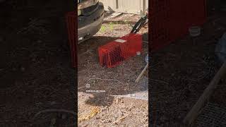 Caught Our 1st Cat Last Night cat cats animalrescue animals spayandneuter cuteanimals [upl. by Lietman]