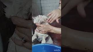 Cat showercatshower funny catshortsviral [upl. by Libb]