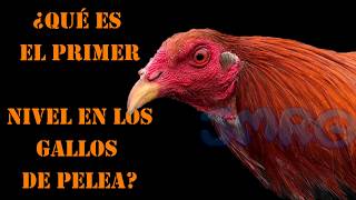 PRIMER NIVEL EN GALLOS DE PELEA [upl. by Eduardo930]