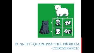 Punnett square practice problems codominance [upl. by Maurita890]