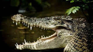 Saltwater Crocodile Unveiling the [upl. by Ecyrb]