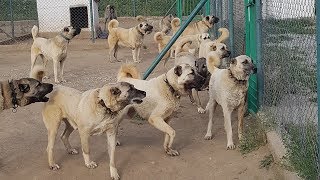 Adamı YER Bunlar  Kangal Pack in Action [upl. by Cirnek]