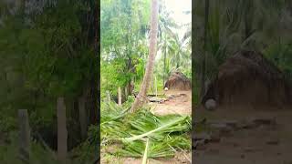 Sabariraja tree cutter pattukkottai 8072635013 service [upl. by Kcirdef]