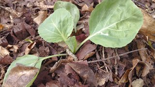 aprenda fazer forragem para suas plantinhas da maneira correta e muito fácil [upl. by Atteve]