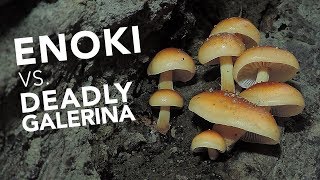 Learn To Identify Wild Edible Enoki Mushrooms [upl. by Hasina]