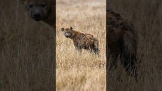 Spotted Hyena reacts to a Hyena Laugh 😹 hyena animals wildlife shorts [upl. by Baxie]