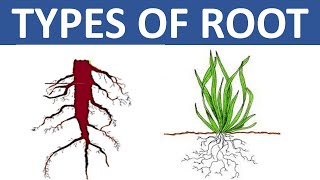 TYPES OF ROOT  TAPROOT AND FIBROUS ROOT  DIFFERENCE BETWEEN TAPROOT AND FIBROUS ROOT  SCIENCE [upl. by Naitsihc328]