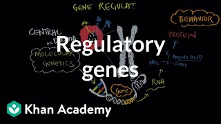 Regulatory genes  Behavior  MCAT  Khan Academy [upl. by Enyawad]