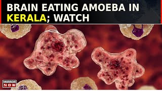 Brain Eating Amoeba In Kerala  Migrates To Brain From Nasal Passages Causes Brain Tissue Damage [upl. by Negaem]