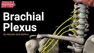 Brachial Plexus [upl. by Dora113]